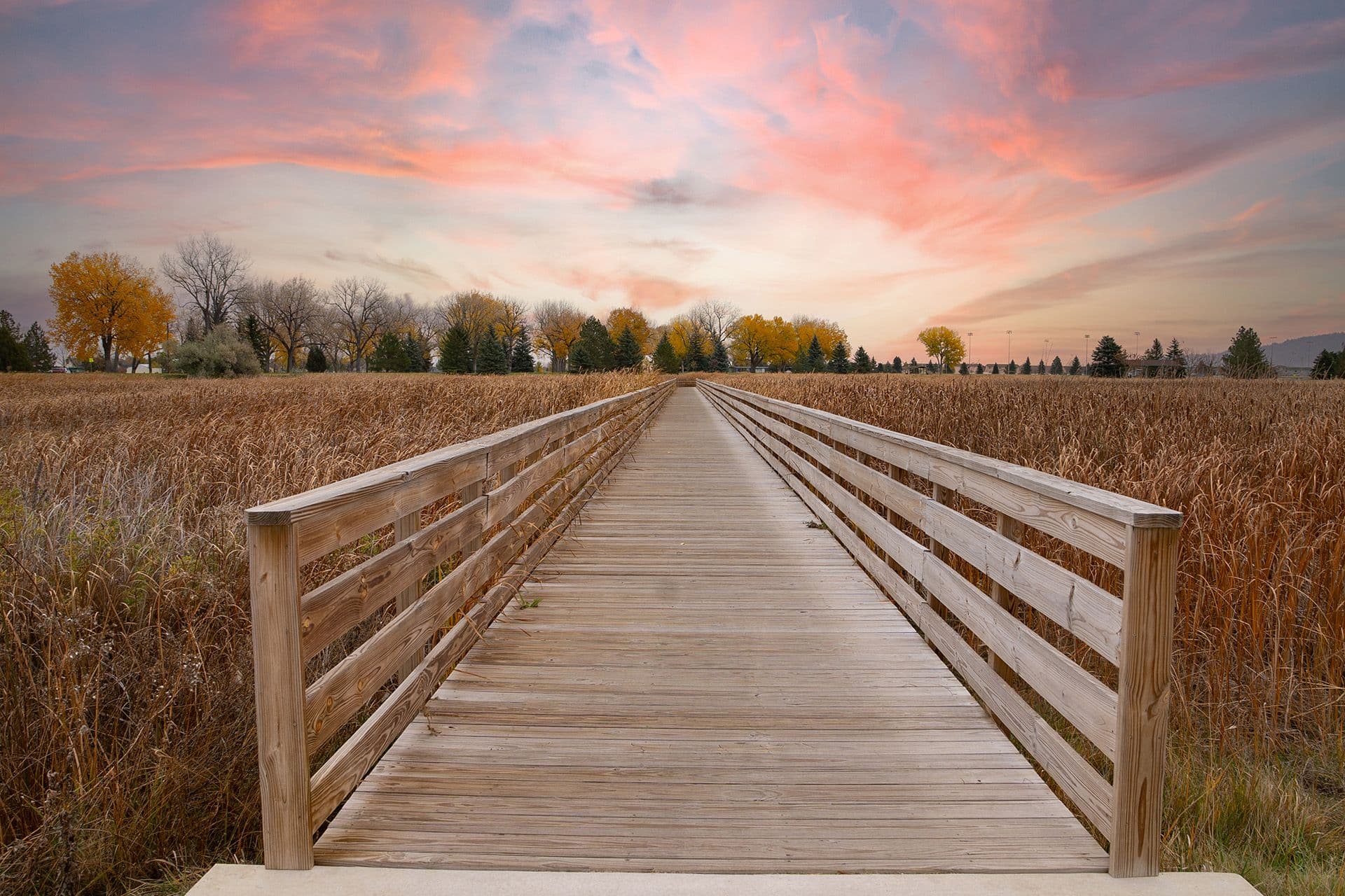 Looking out over a wooden bridge across a cornfield against a pink evening sky