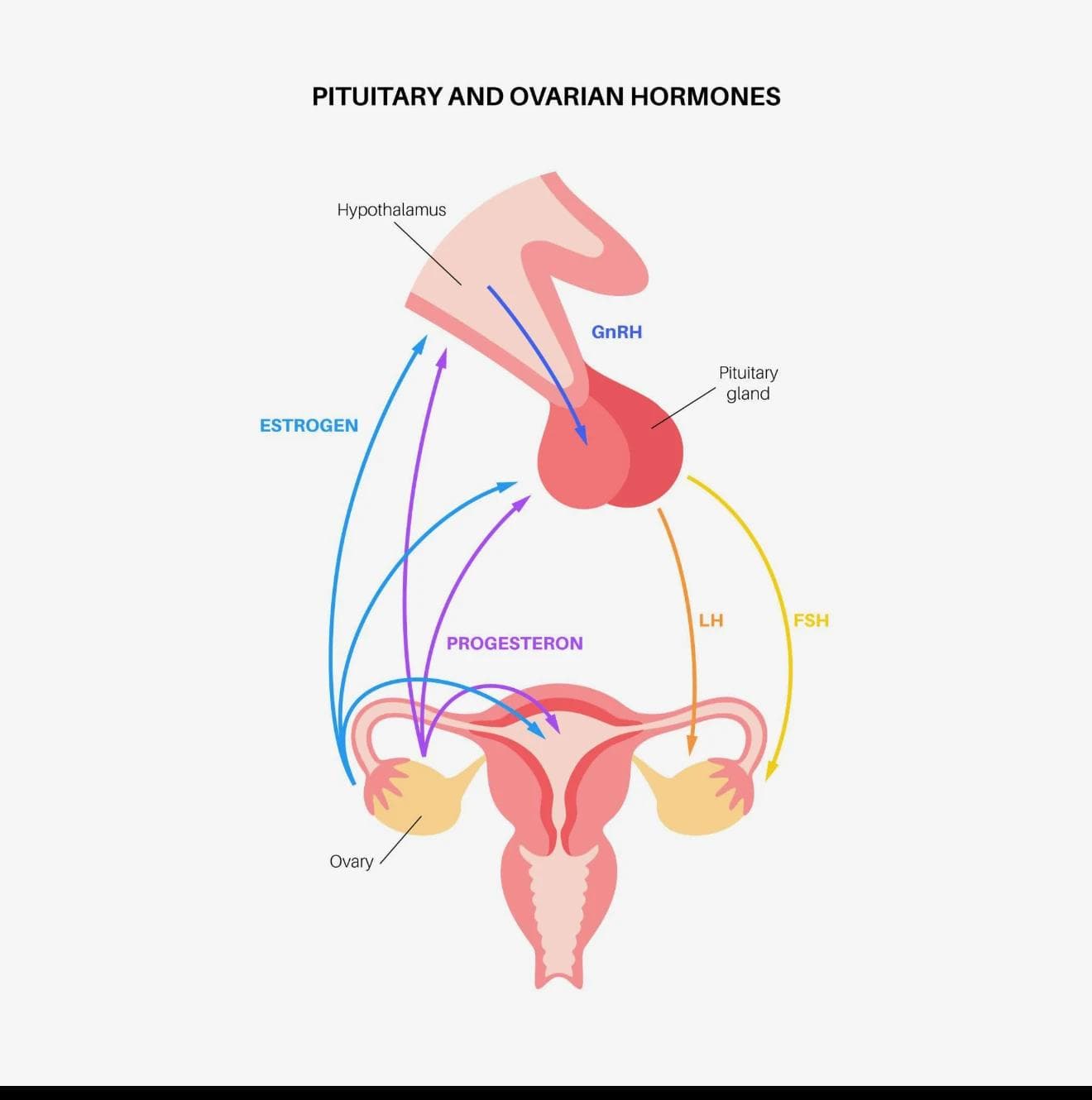 Hormone Diagram
